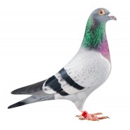 Pigeon-Volaille