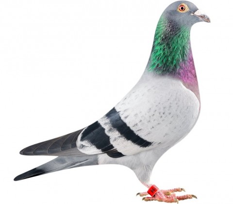 Pigeon-Volaille